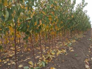 Pomi fructiferi! / Саженцы!