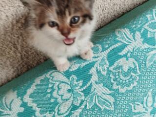 Отдам котят в добрые руки