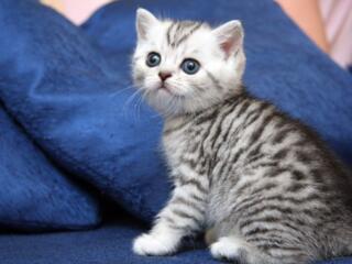 Шотландский котенок окрас "Вискас"