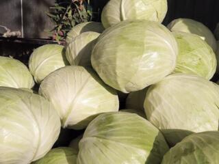 Капуста Грин сапфир