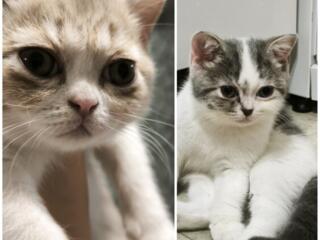 Продам котят Шотландцев