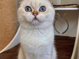 Продам шотландского вислоухого котика 5 месяцев