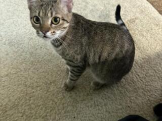 Отдам в хорошие руки кошку