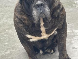 Кобели на вязку