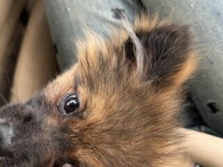 Чистокровный натуральный шпиц 