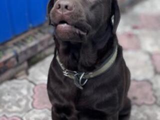 Лабрадор-Вязка