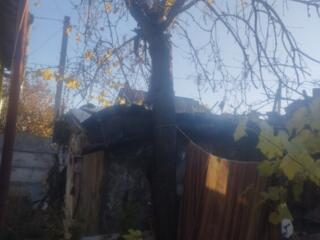 БЕСПЛАТНО деревья на спил разных пород: вишня, абрикос