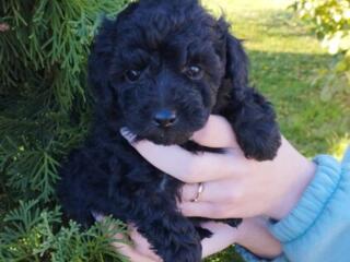 В продаже щенки Той Пуделя