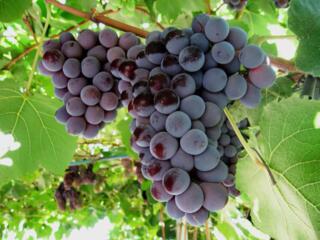 Куплю виноград Лидия