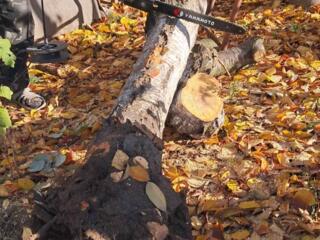 Defrisare taiere curatire