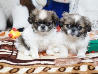 Băieței si Fetițe Pichinez imperial La comanda Toata Moldova,