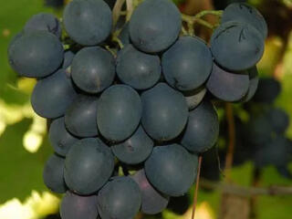 Сок натуральный виноградный, Вино есть