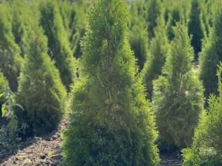 Tuia Smaragd (1m - 1.5m)