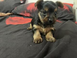 Продам щенков Йоркширского терьера