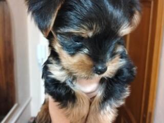 Yorkshire Terrier