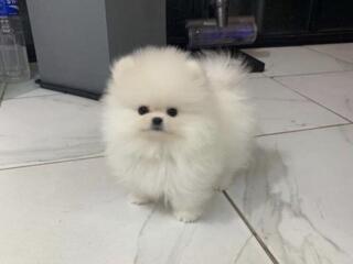 Spitz pomeranian