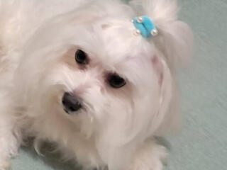 Мальчик Мальтийской болонки ищет невесту для вязки!