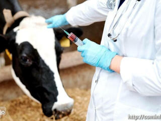 ВЕТЕРИНАР В ЭСТОНИЮ