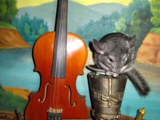 Продам скрипку 1973-1978 года времен СССР в отличном состоянии.