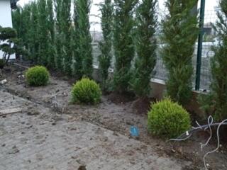 Sadim copaci, tui, leylande, bansai, arbusti...