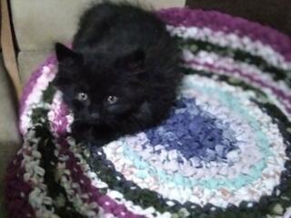 Отдам в хорошие руки черного котёнка. Мальчик. К лотку приучен. 