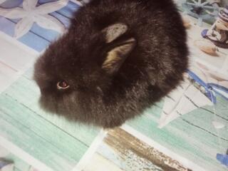 Декоративные кролики