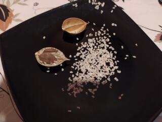 Seminte de Paulownia Tomentosa. Семена Павловнии.