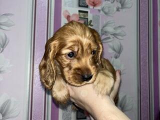 Английский Кокер спаниель(щенки)