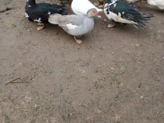 Продам утки