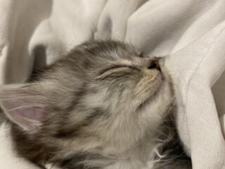 Котенок в добрые руки девочка 2 месяца