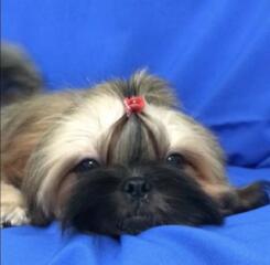 Щенки ши-тцу