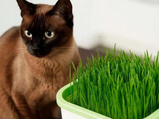 Аэросад проращиватель для растений, семян, лука и т. д., 4 в 1