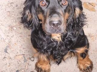 Найдена собака породы кокер-спаниель.