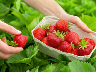 Официальная работа в Германии на сборе клубники