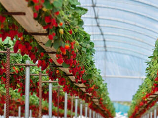 Официальная работа в Германии на сборе клубники