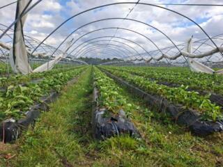 Нужны сотрудницы на сборку клубники в Германию. Зарплата 2000 евро.