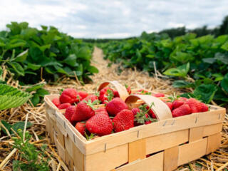 Сезонный сбор клубники в Германии по биопаспорту