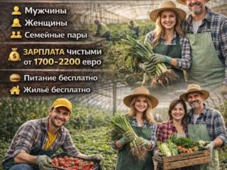 СРОЧНО! СБОР КЛУБНИКИ И СПАРЖИ! ГЕРМАНИЯ