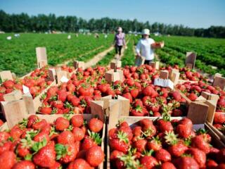 Получай за сезон 6000 евро на сборе клубники в Германии.