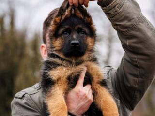 Щенки Немецкой овчарки!