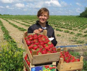 Нужны работницы на сборку клубники. Это работа в Германии.