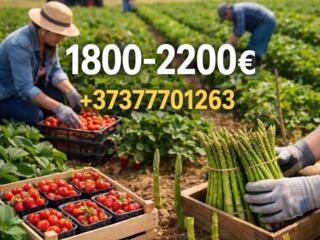 СРОЧНО ОТКРЫТ НАБОР! ГЕРМАНИЯ