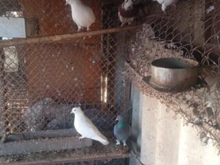 Продаются голуби бакинцы