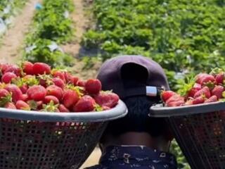 СБОР УРОЖАЯ! ГЕРМАНИЯ