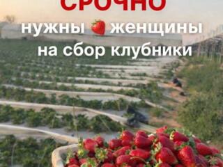 СРОЧНО ИЩЕМ ЖЕНЩИН НА СБОР КЛУБНИКИ!