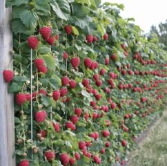 СБОР УРОЖАЯ! ГЕРМАНИЯ