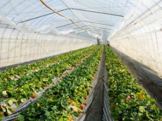 В ТЕПЛИЦАХ! СБОР КЛУБНИКИ