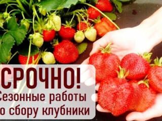 Работа по сбору урожая клубники в Германии.