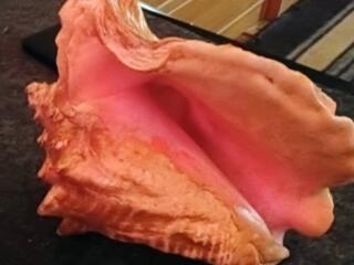 Натуральная морская ракушка. Большая