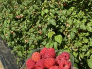 РАБОТА ДЛЯ ЖЕНЩИН! ВЫЕЗД В АПРЕЛЕ